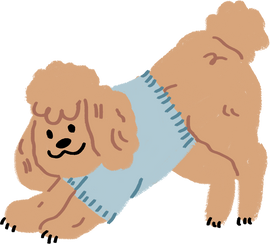 Cute Handdrawn Toy Poodle Stretching 