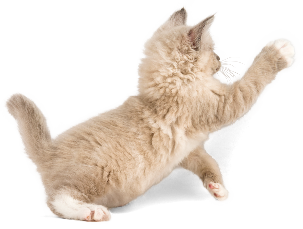 Brown Kitten Playing