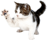 Playful Kitten Raising Paw