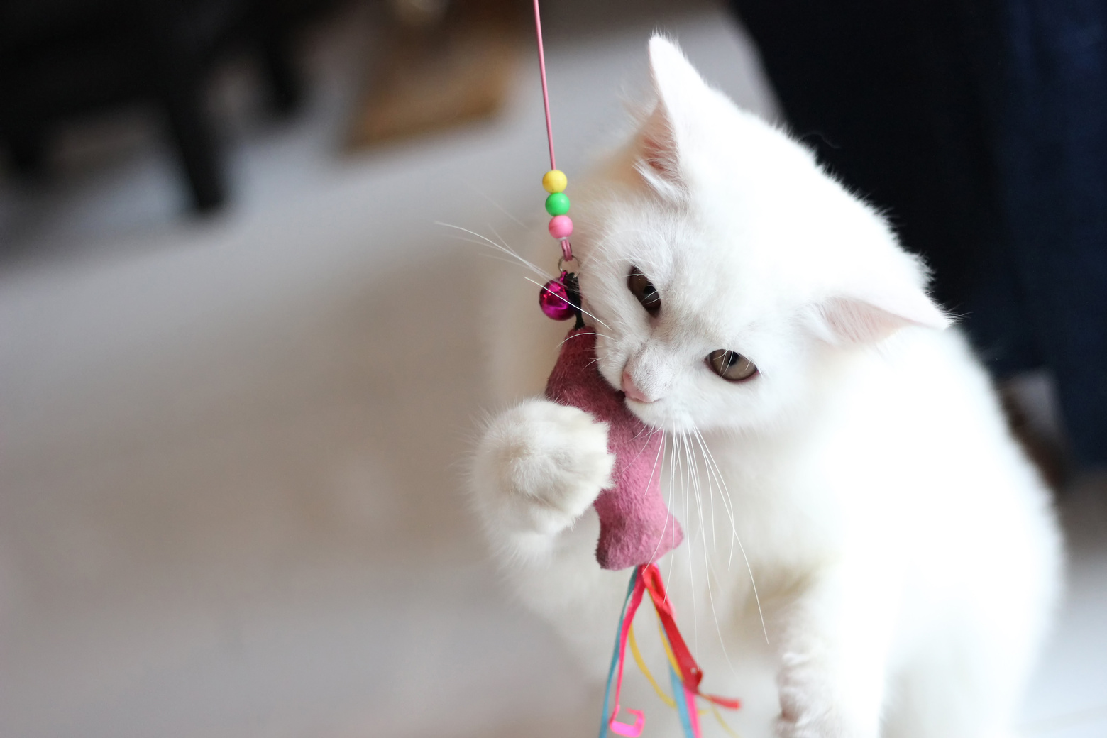 White Cat Playing with Toy at Home