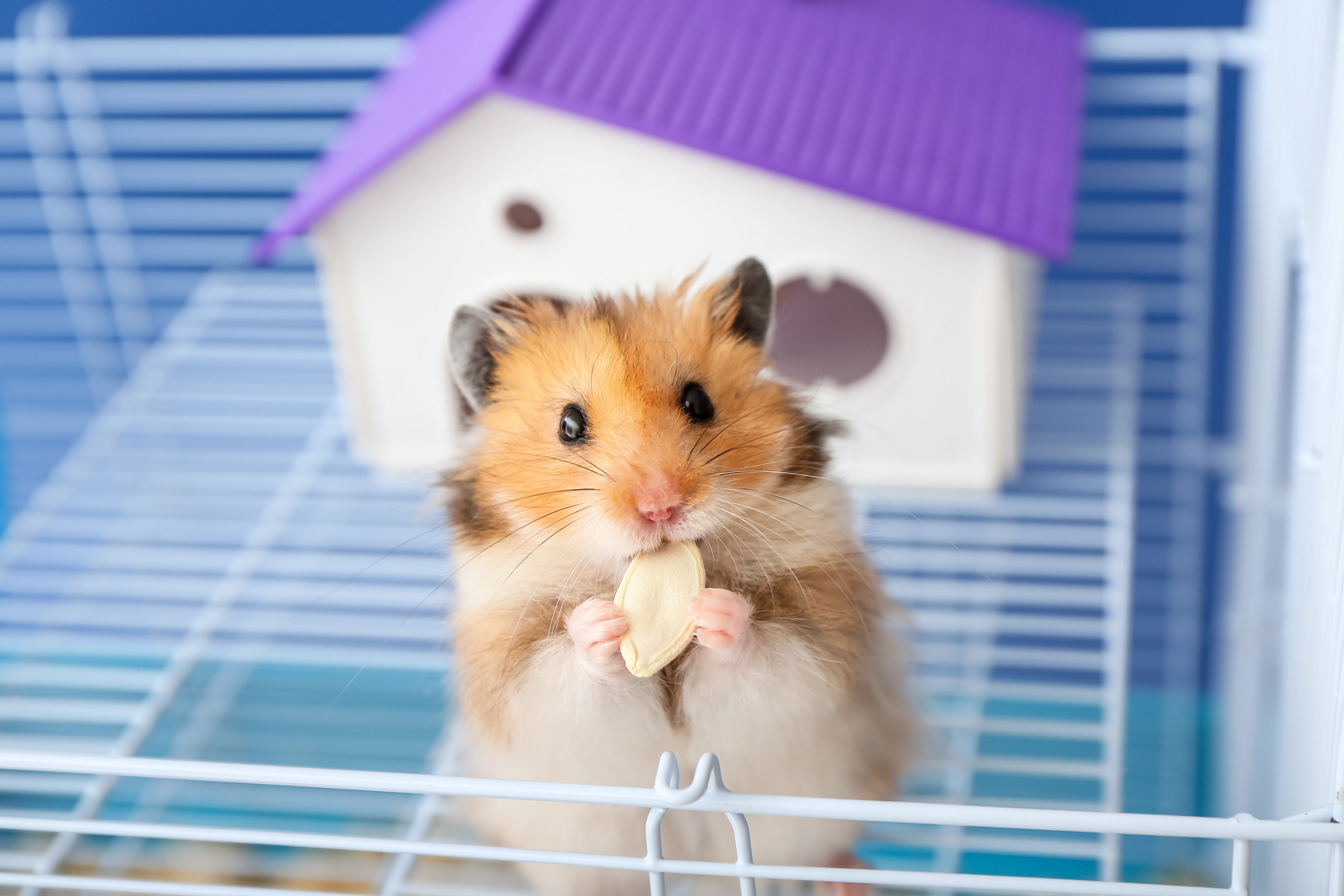 Funny Hamster in Cage on Color Background